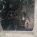 Rescatan Bomberos de Oaxaca a perro atrapado en alcantarilla de San Antonio de la Cal