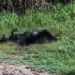 Localizan cuerpo calcinado en Santa Catarina Quiané, Zimatlán