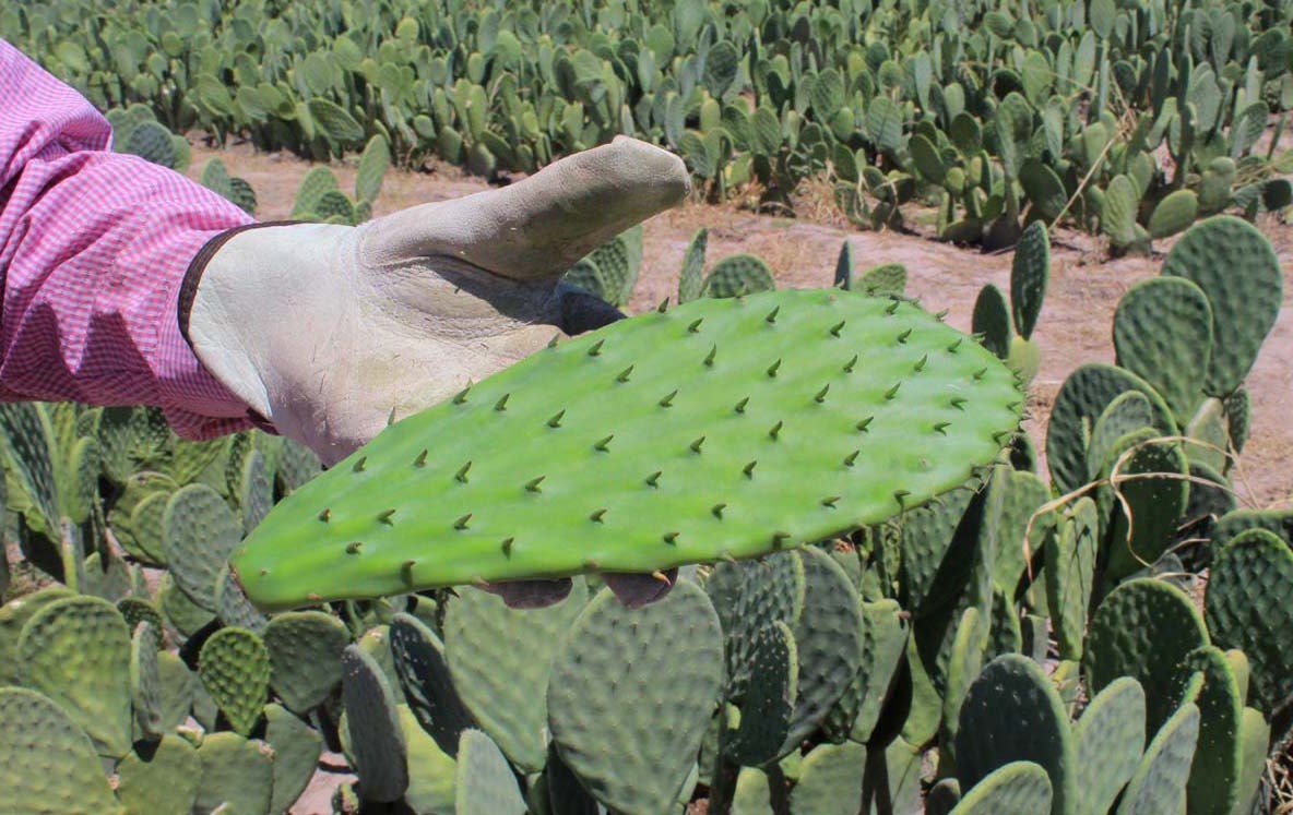 Capacitan productores mixtecos en siembra de nopal