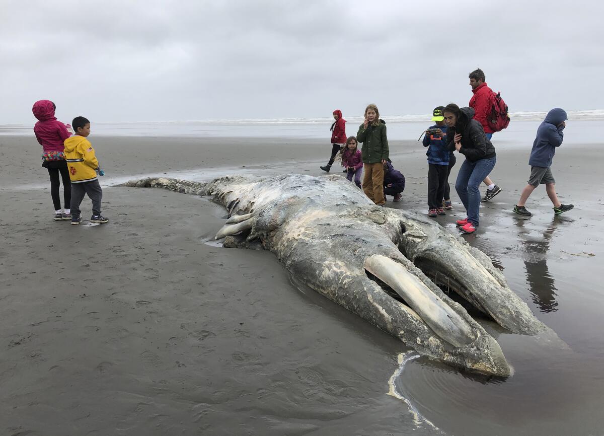 Reportan 92 ballenas grises muertas en Baja California Sur en 2025