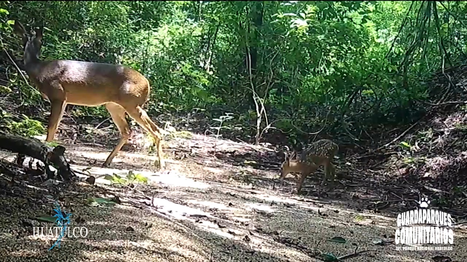 Captan a mamá venado y sus crías paseando en el Parque Nacional Huatulco