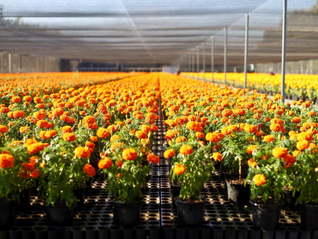 Produce Coesfo 30 mil plantas de cempasúchil para embellecer Oaxaca en Día de Muertos