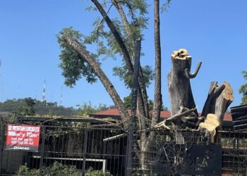 Vecinos denuncian tala de árbol en Calzada Porfirio Díaz y exigen mayor control ambiental