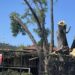 Vecinos denuncian tala de árbol en Calzada Porfirio Díaz y exigen mayor control ambiental