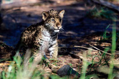 Nace Yazu, cría de jaguar mexicano, en santuario oaxaqueño