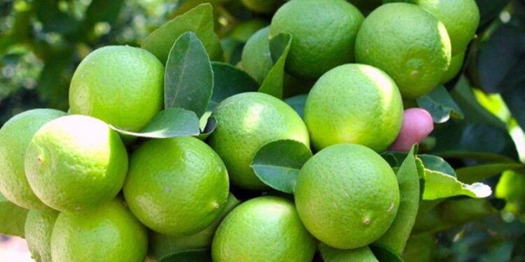 Caen exportaciones oaxaqueñas 13.9% en el primer semestre de 2025