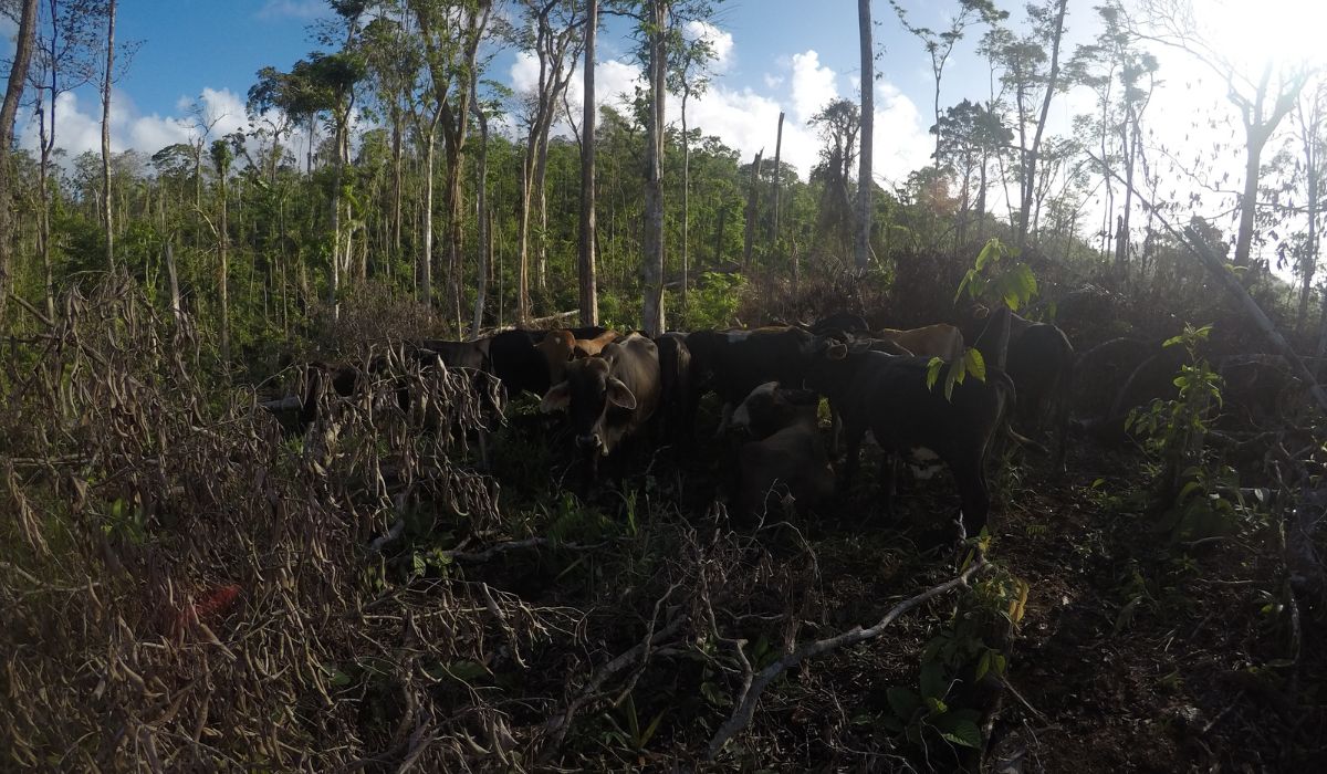 Amenaza ganadera nicaragüense devora selvas y contagia plagas en México