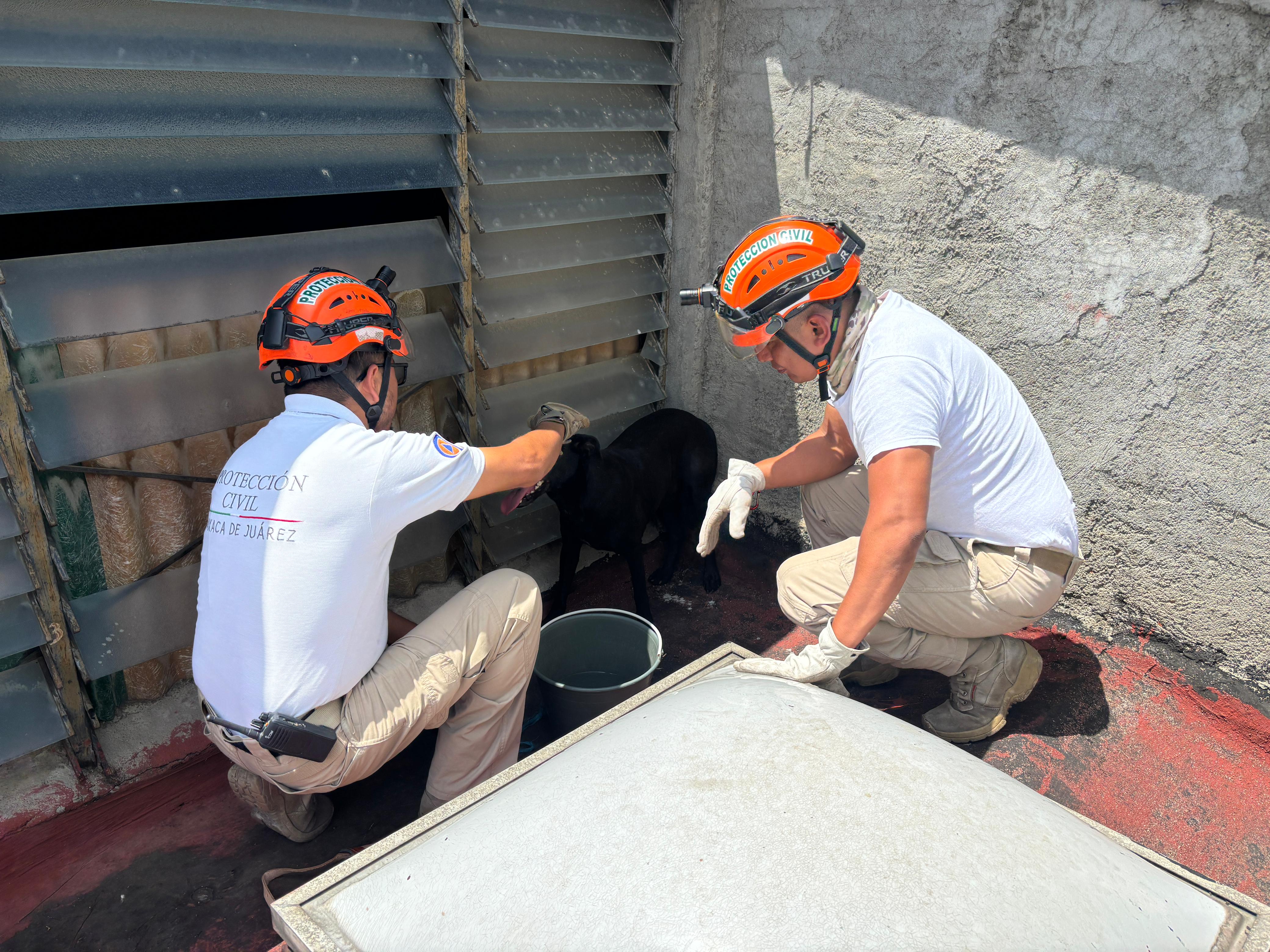 Rescata PCM Oaxaca de Juárez a perro en la azotea de la Zona Seca de la Central de Abasto