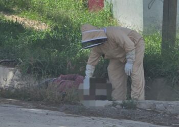 Fallece hombre mayor tras ataque de abejas en Etla
