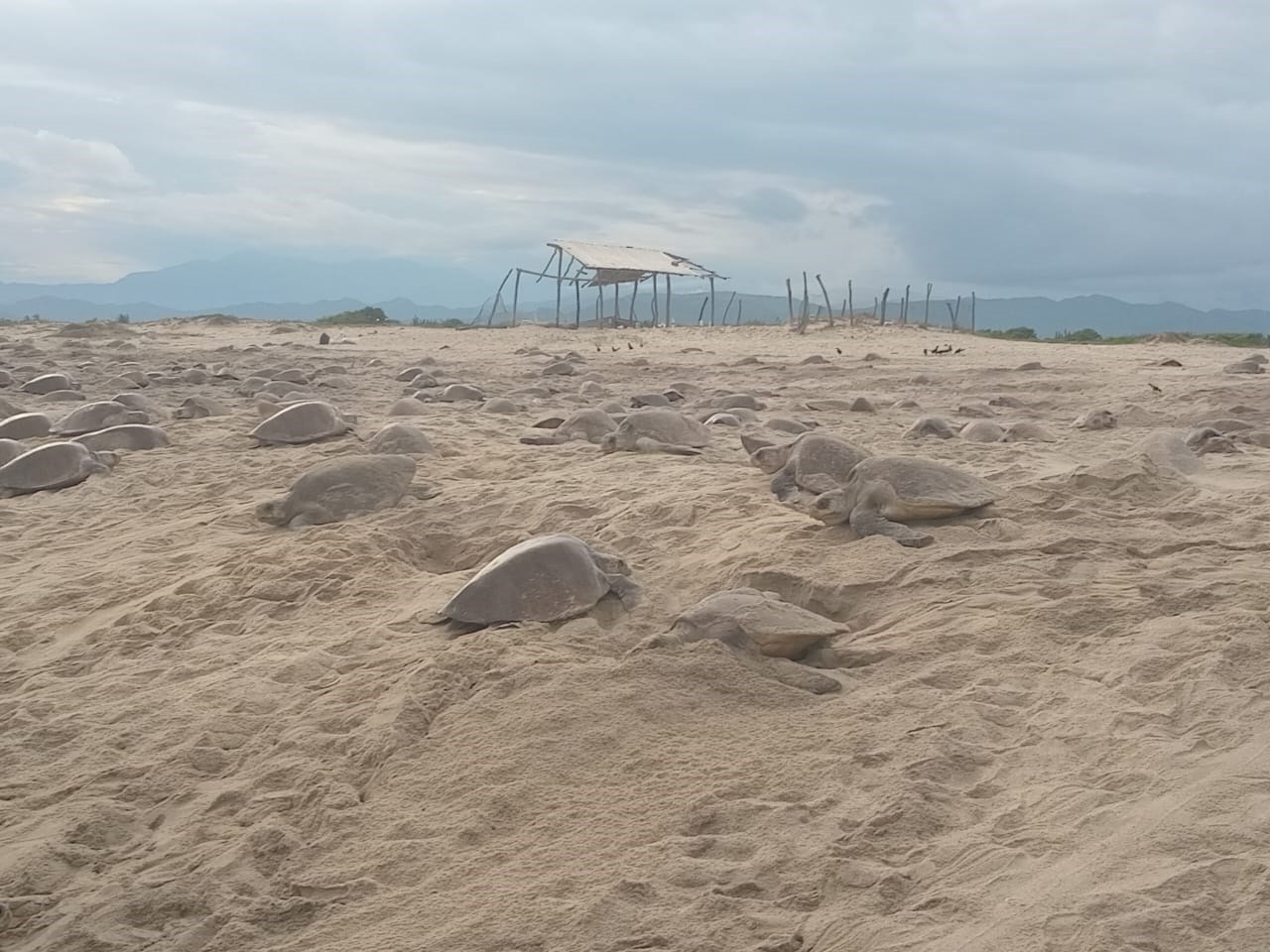Registran quinta arribada de tortuga golfina en Morro Ayuta
