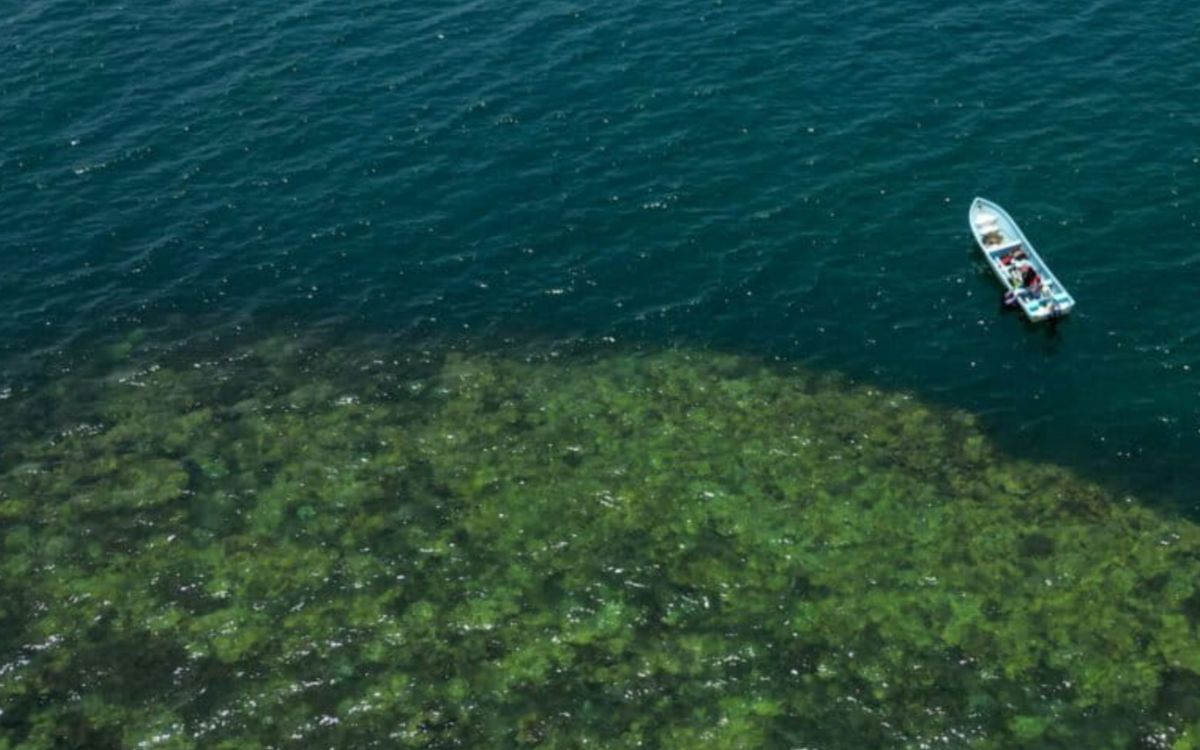 Protege Zapotitlán sus arrecifes con reserva pesquera comunitaria