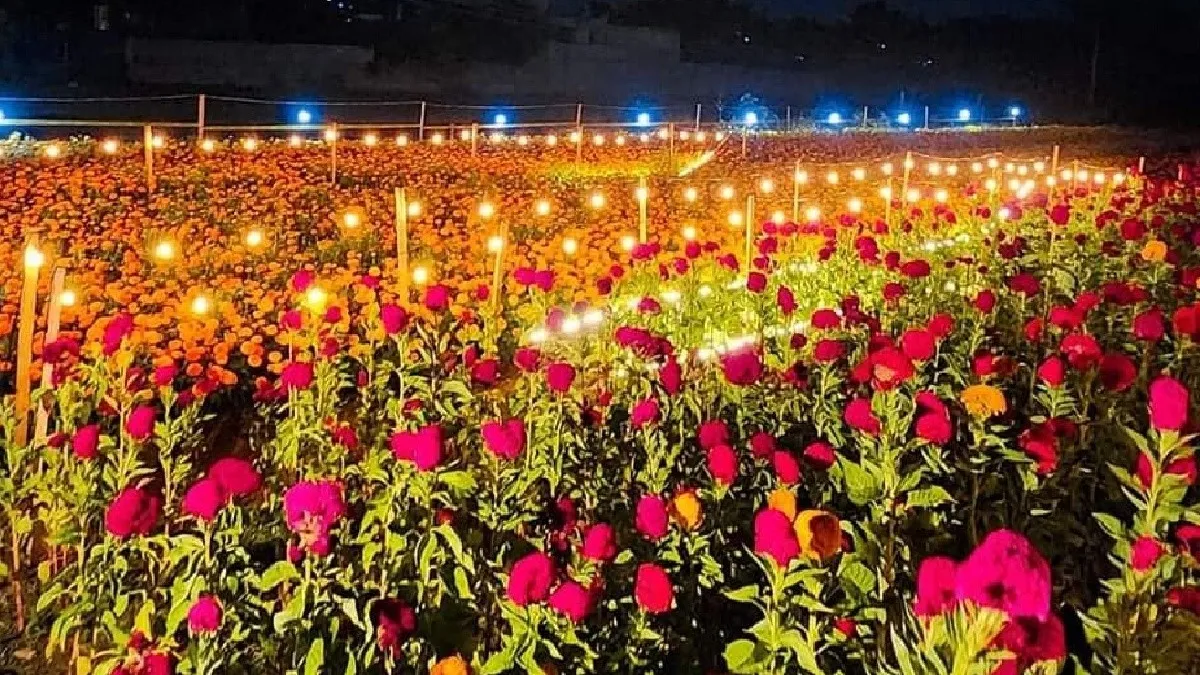 Inaugurarán productores oaxaqueños campo de cempasúchil iluminado en vísperas del Día de Muertos