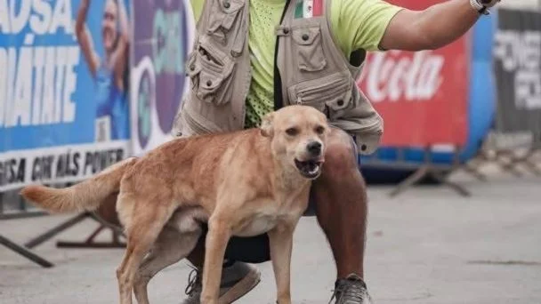 Muere envenenado «Chicles», el perrito maratonista que conquistó Tijuana
