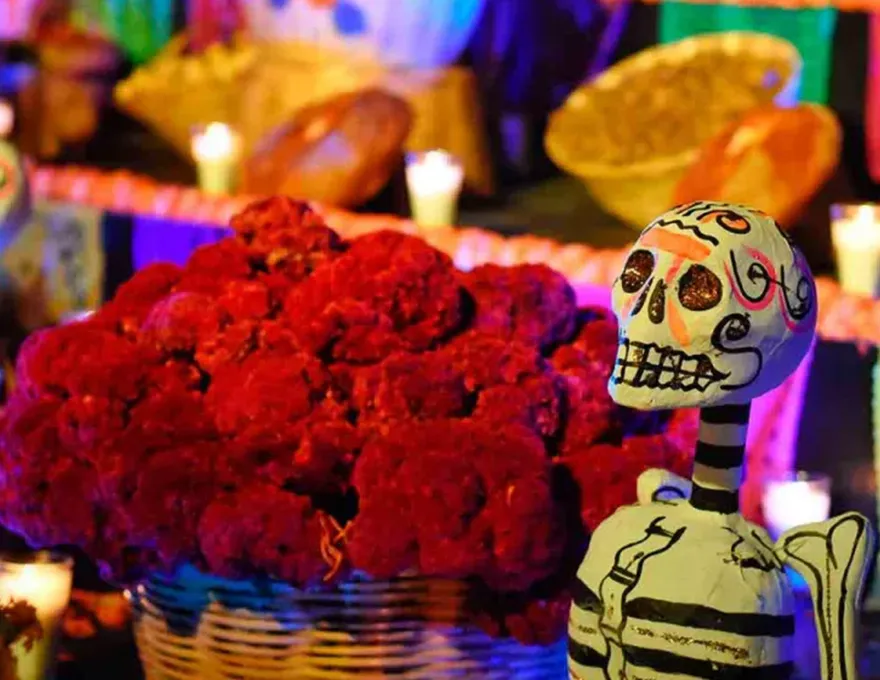 Adorna flor de cresta de gallo altares oaxaqueños en Día de Muertos