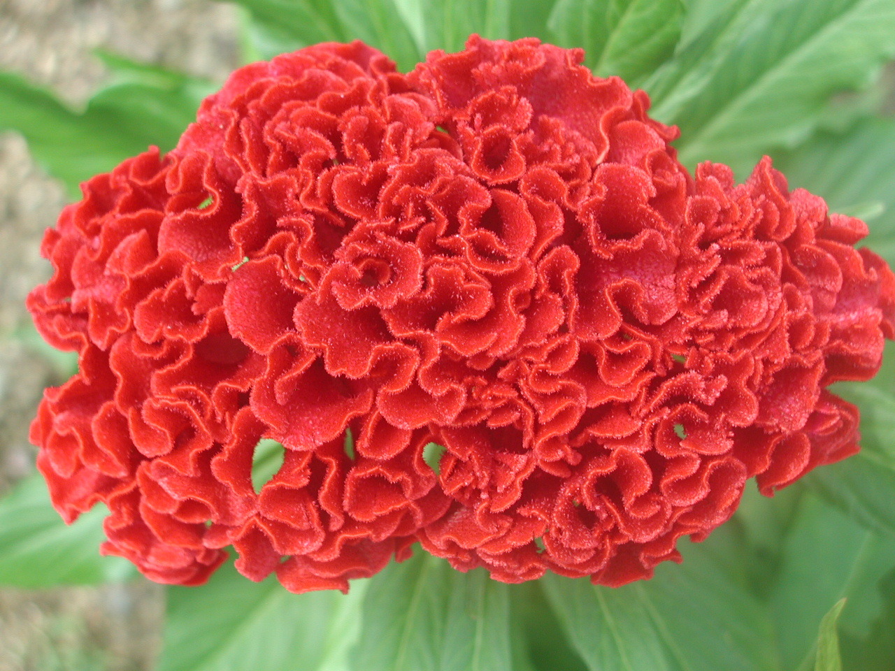 La flor de cresta de gallo simboliza la guía espiritual para los difuntos en el Día de Muertos en Oaxaca