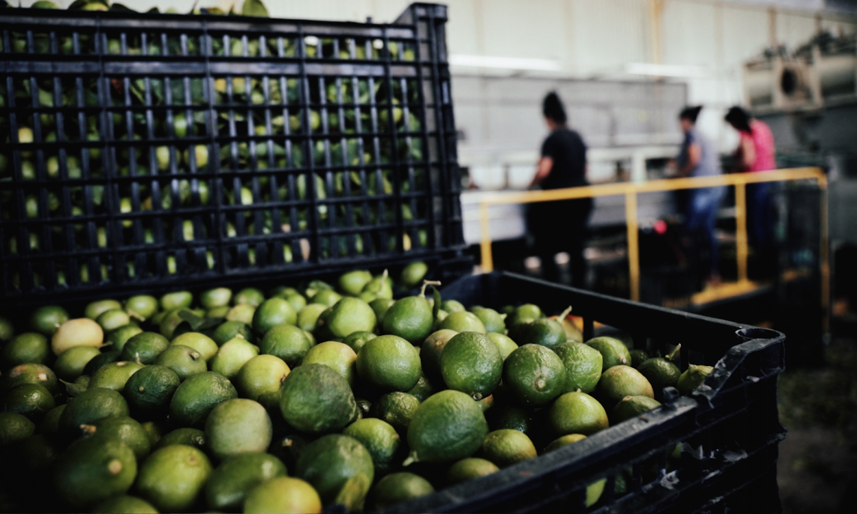 Controlan cárteles la producción de limón y aguacate en Michoacán