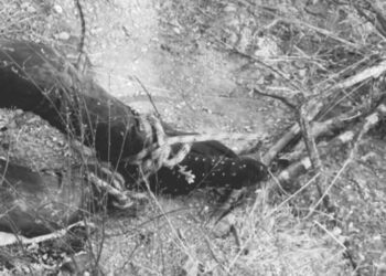 Encuentran cuerpo putrefacto y maniatado en Miahuatlán de Porfirio Díaz; investigan posible ejecución