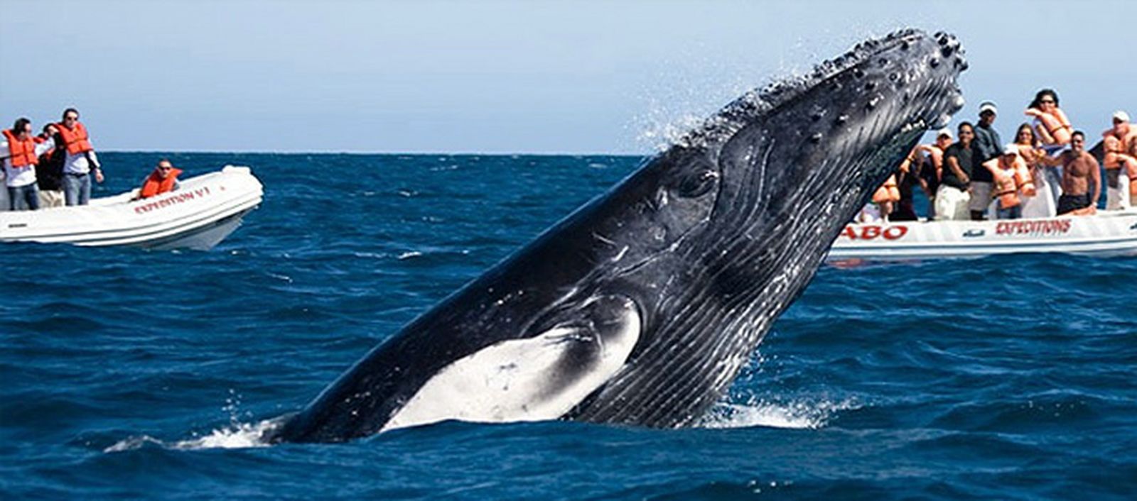 Celebra Oaxaca la migración de ballenas con el Ballena Fest 2025