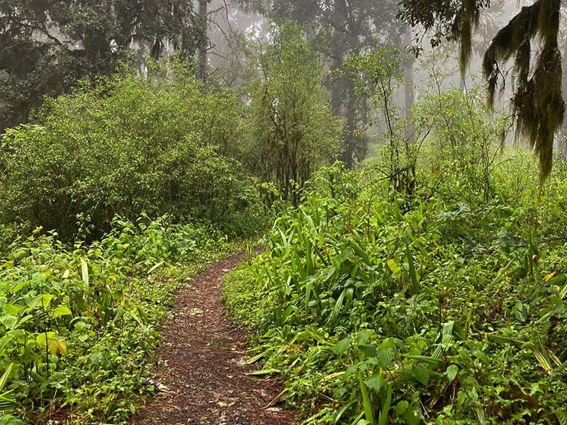 Recorre Ixtepeji un paraíso ecoturístico en la Sierra Norte de Oaxaca