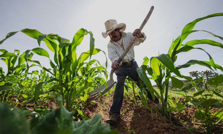 Cae producción agrícola en México por crisis multifactorial