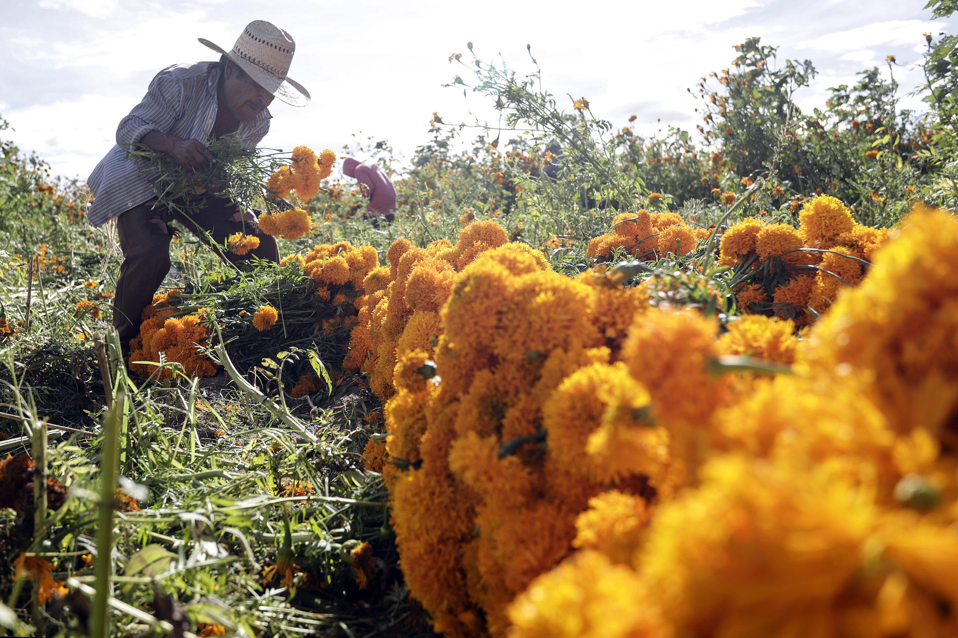 Cultivan cientos de hectáreas de cempasúchil en Atlixco para honrar a los muertos