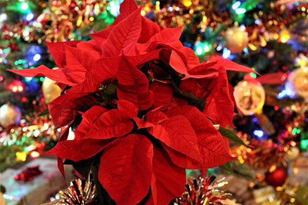 La Natividad: fe, identidad y comunidad en la Navidad oaxaqueña