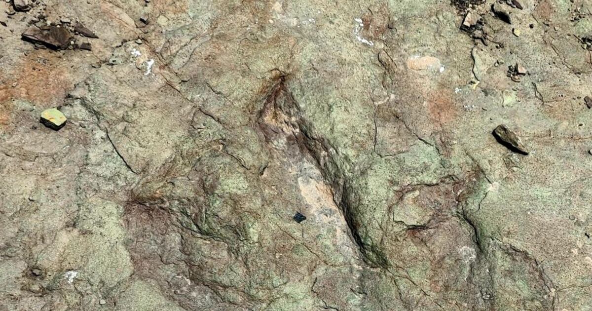 Confirman especialistas del INAH huellas de dinosaurios de 120 millones de años en Tehuacán-Cuicatlán