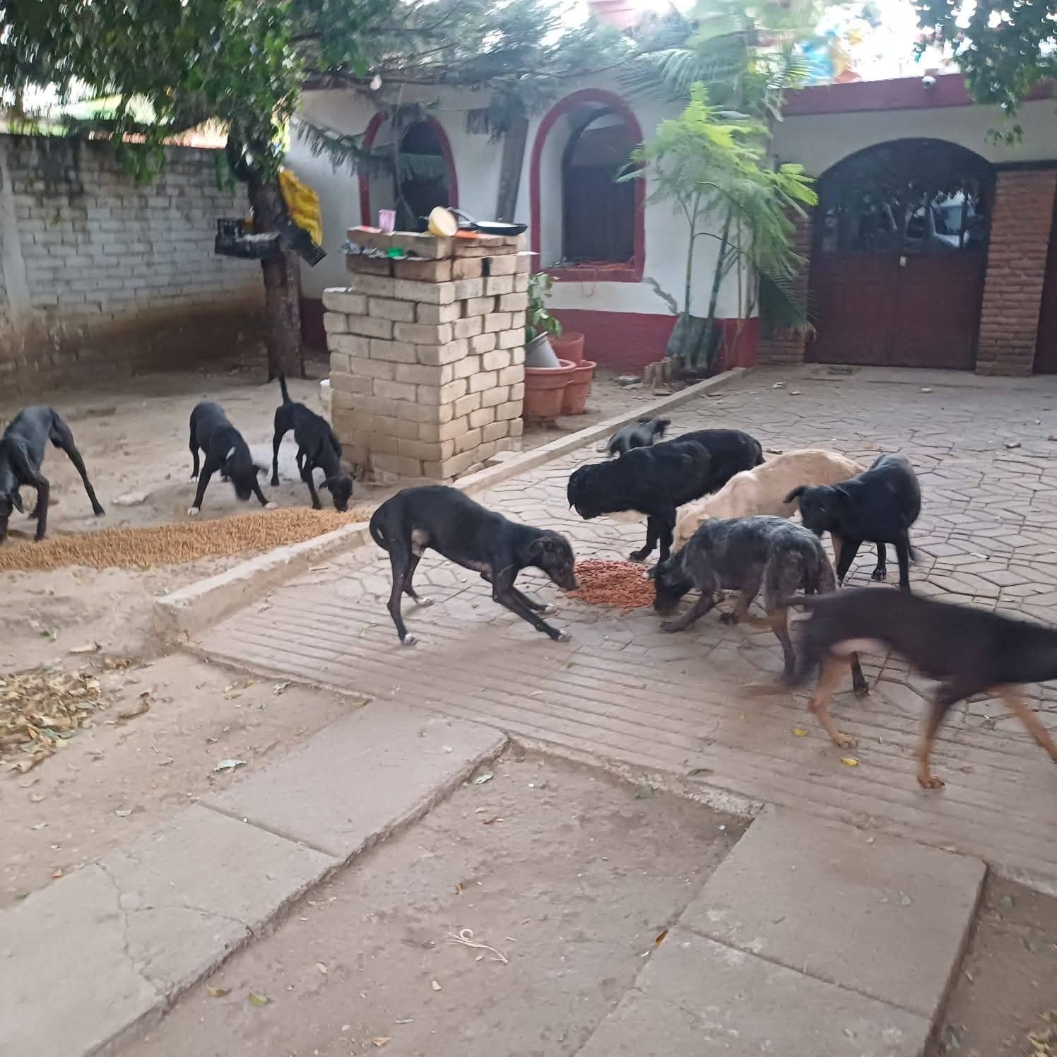 Aseguran 65 perros en vivienda de San Francisco Lachigolo; hay una persona detenida