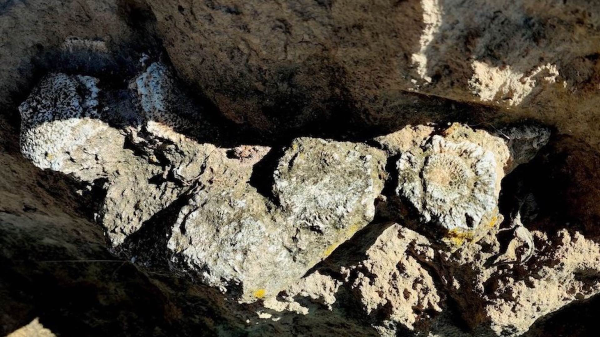 Rescata INAH fósiles de megafauna pleistocénica en Acatzingo, Puebla