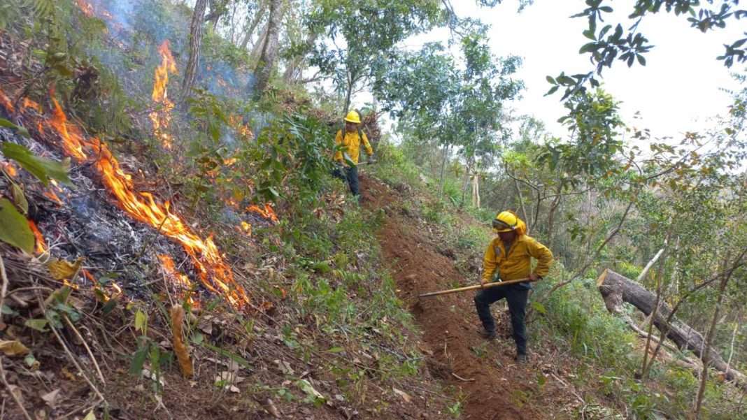 Avanzan dos incendios forestales en Oaxaca afectando platanares y cafetales