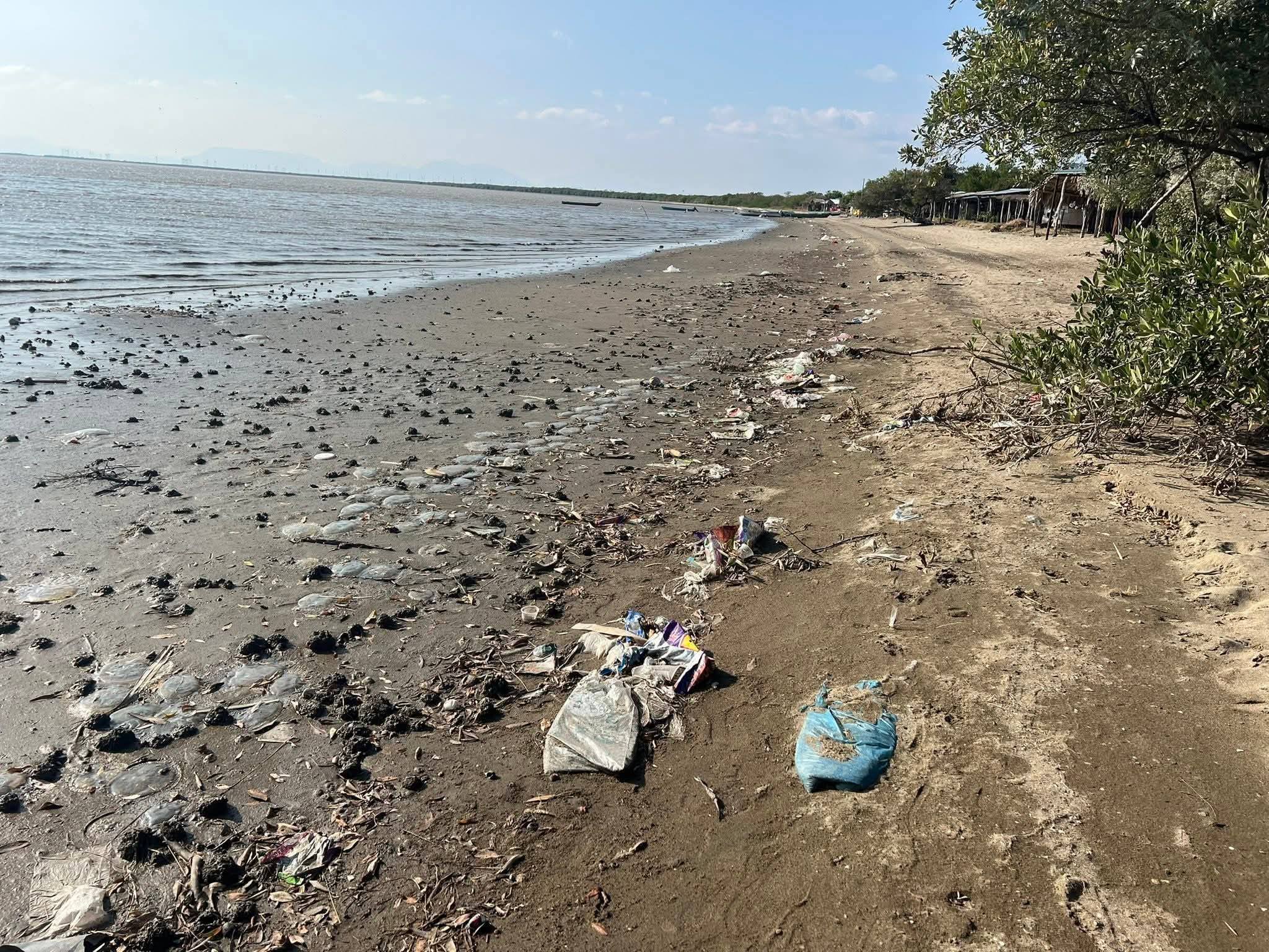 Alertan aparición masiva de medusas muertas y abandono ambiental en Playa Unión, Istmo de Tehuantepec