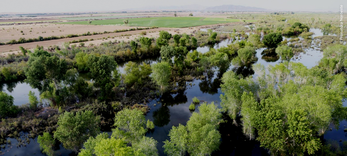 Impulsan restauración del delta del río Colorado con abejas y agua