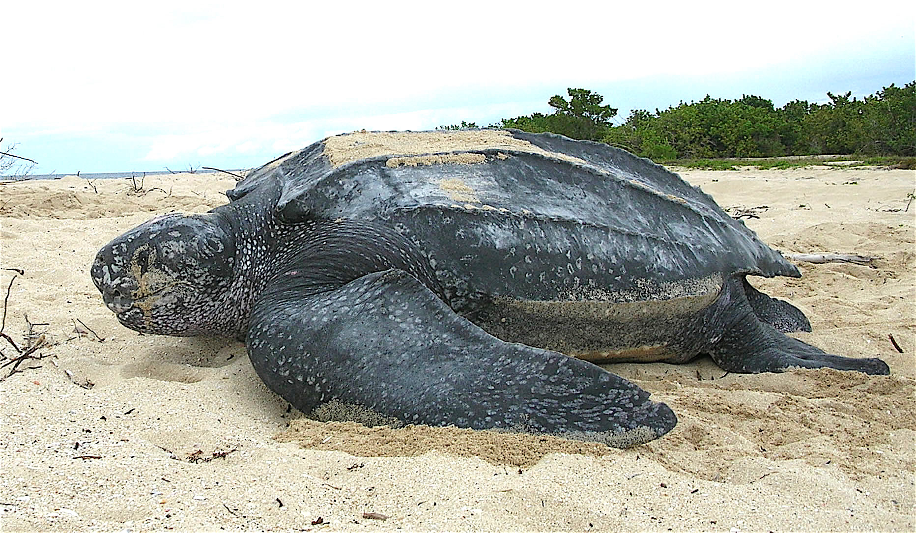 Tortuga laúd gigante anida con éxito en santuario de Oaxaca