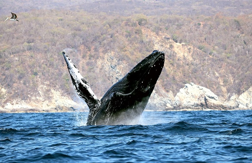 Continúa la temporada de avistamiento de ballenas jorobadas en la Ruta de la Costa Oaxaqueña: Sectur