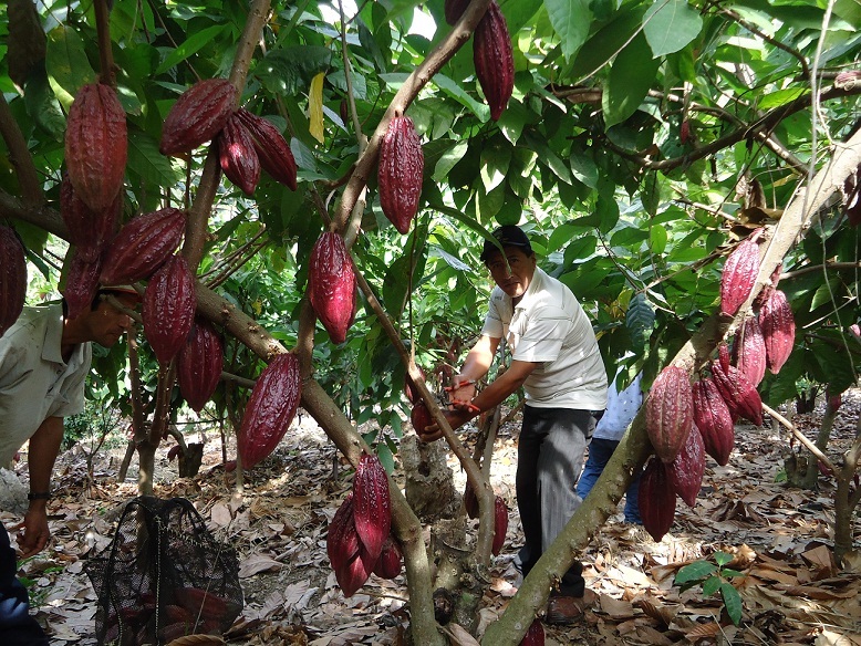 Impulsa Oaxaca el renacimiento de sus cacaotales tradicionales