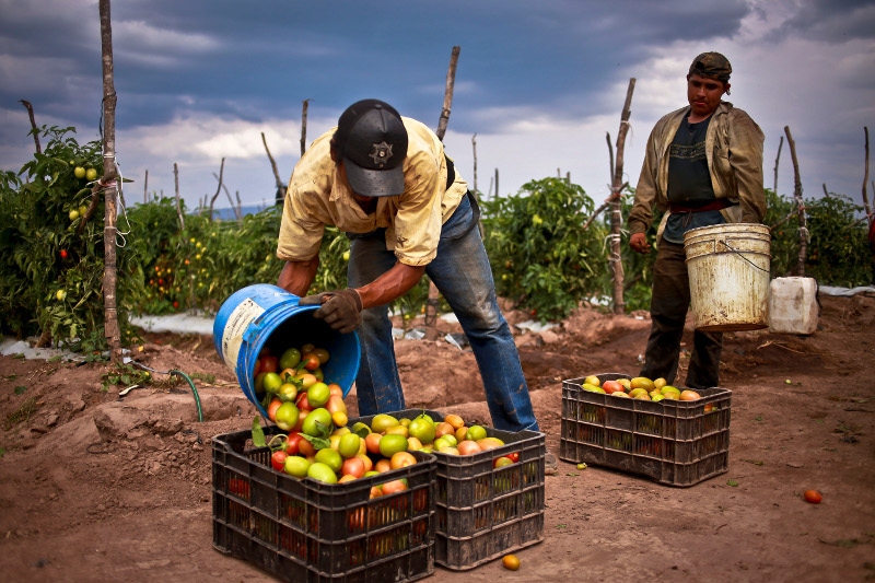 México produce alimentos en abundancia pero persiste la inseguridad alimentaria