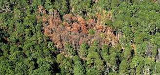 Lidera Oaxaca ranking nacional de superficies forestales dañadas por plagas
