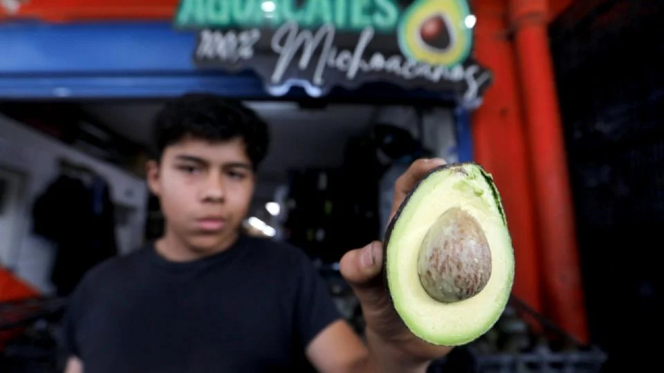 Lidera aguacate mexicano exportaciones al Super Bowl LX con cifra récord