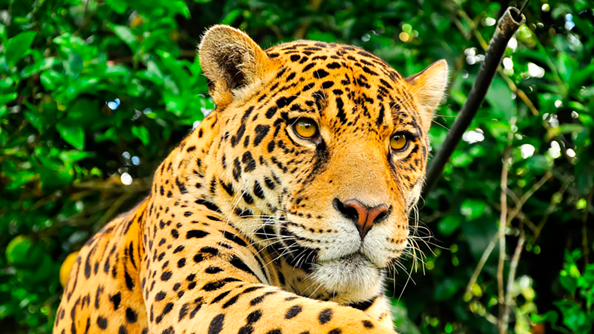 El jaguar pierde más de la mitad de su hábitat histórico en México