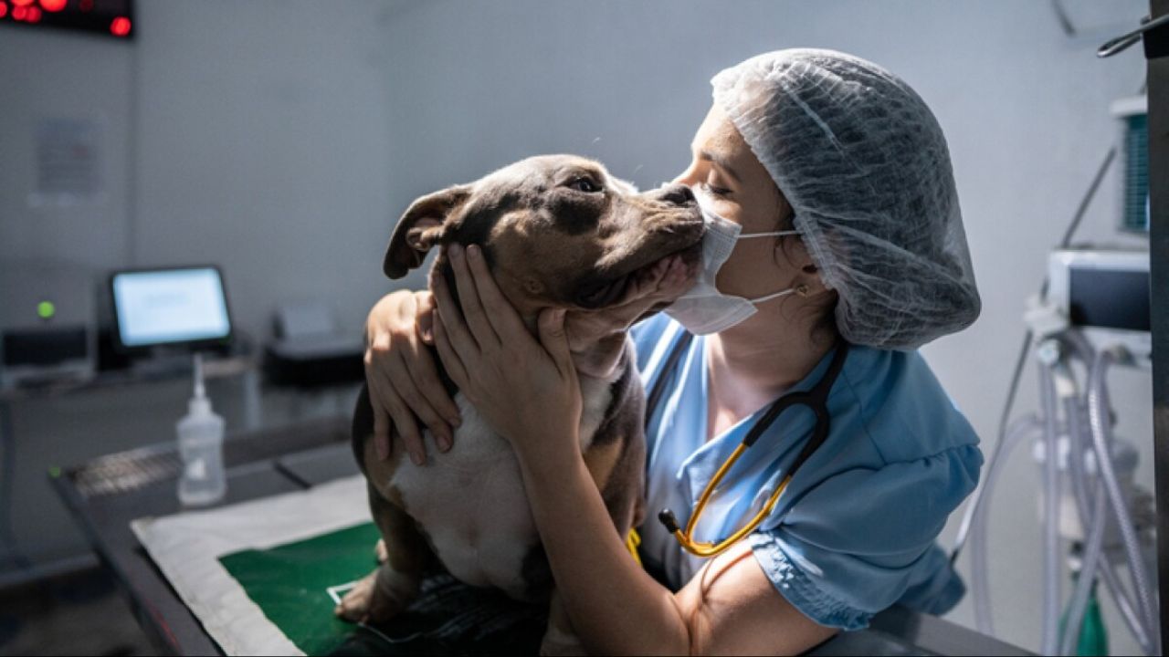 Impulsa Cámara de Diputados deducción fiscal de gastos veterinarios