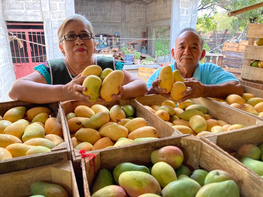 Sostiene el mango a miles de familias oaxaqueñas