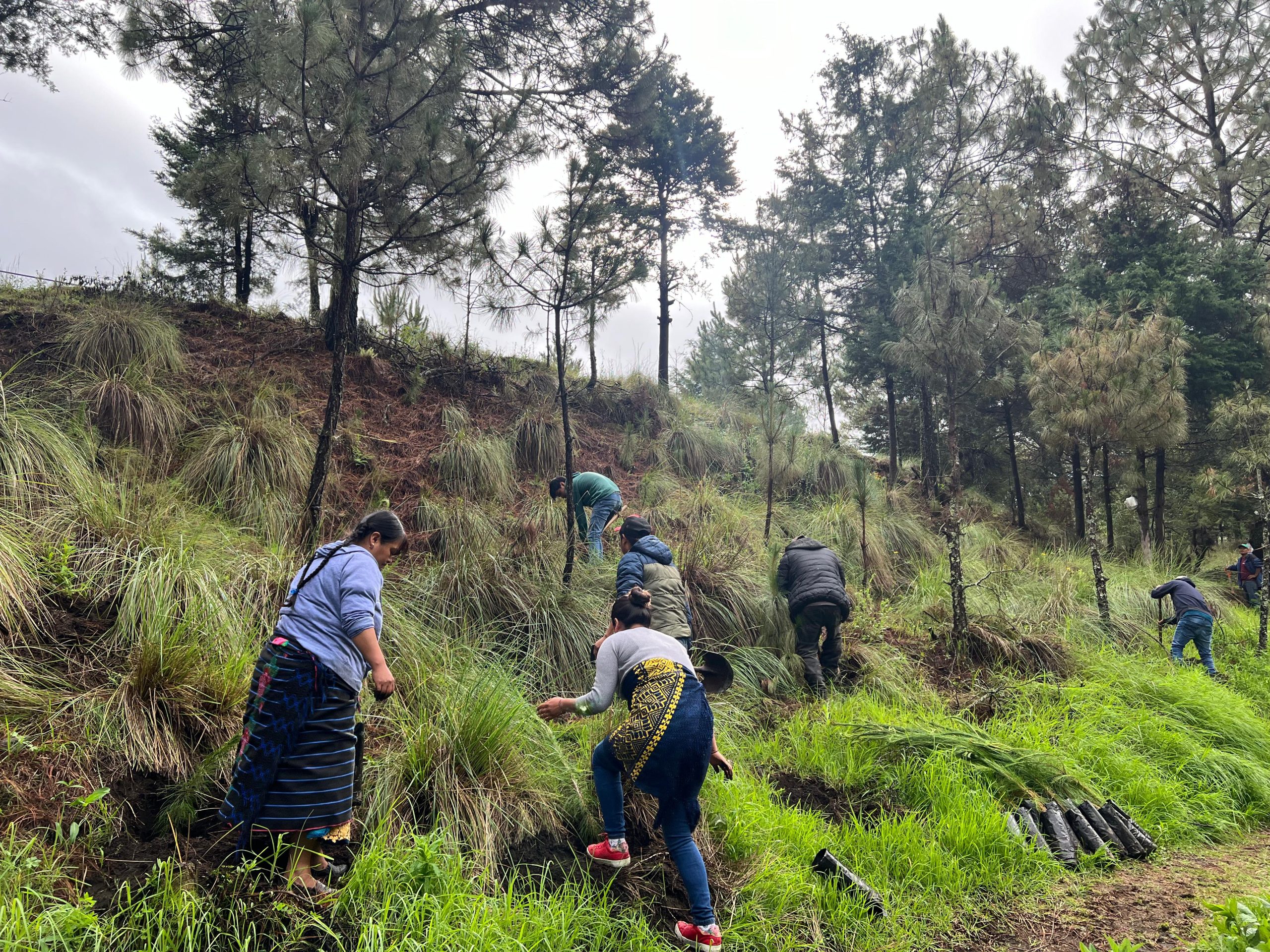 Asociación de Productores y Empacadores Exportadores de Aguacate de México suspende actividades tras violencia en Michoacán