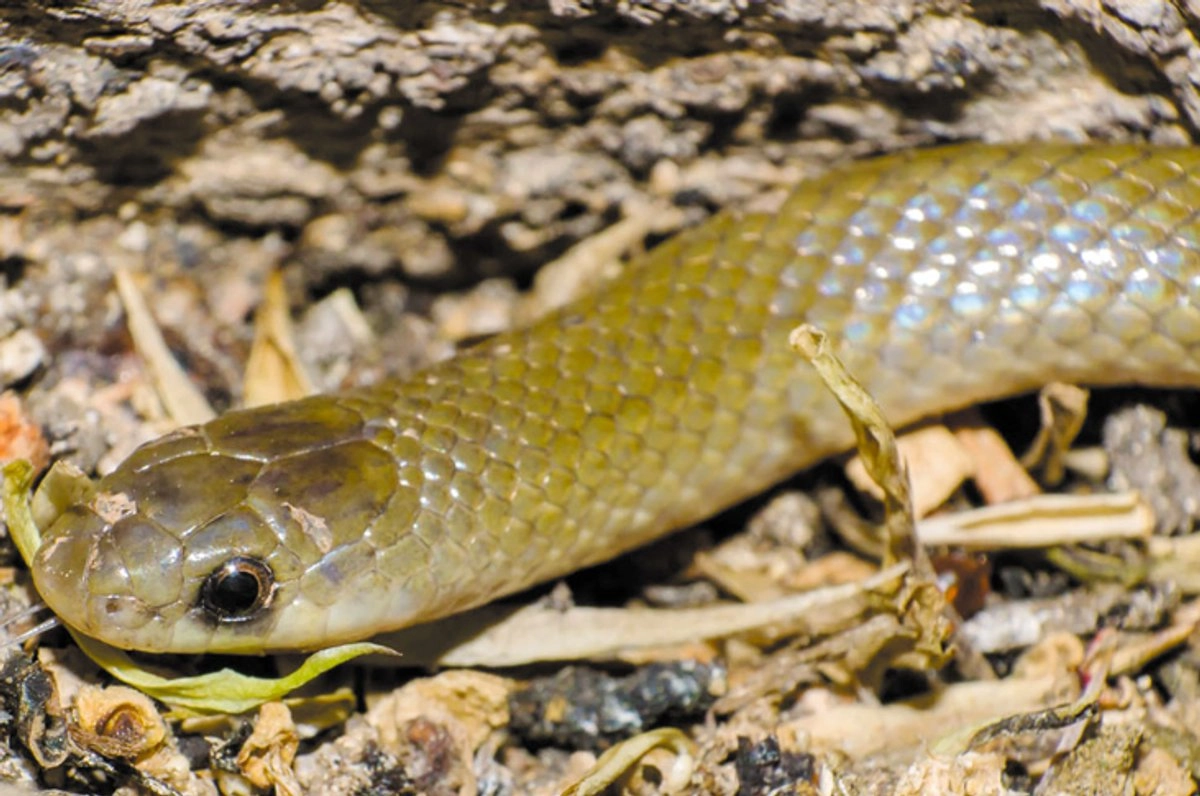 Científicos descubren nuevo género de serpiente subterránea en México