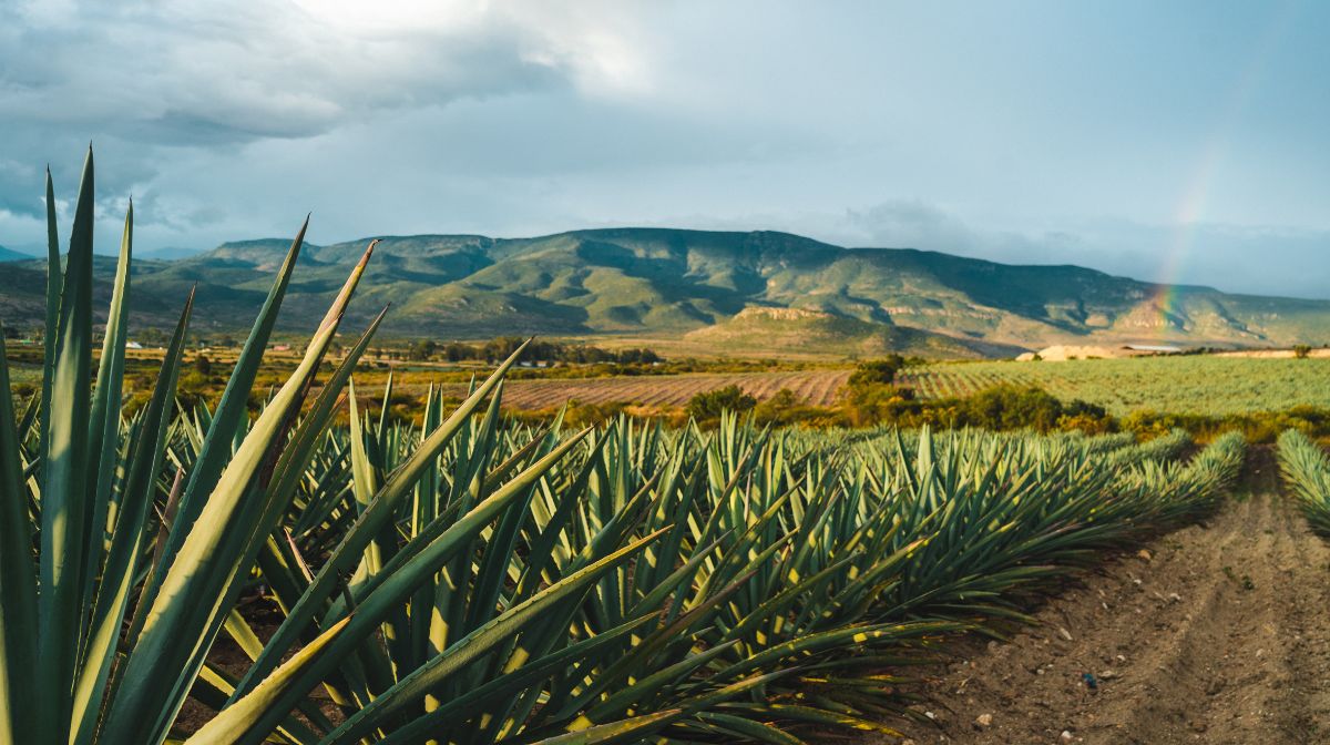 Explora la Ruta Caminos del Mezcal en Oaxaca