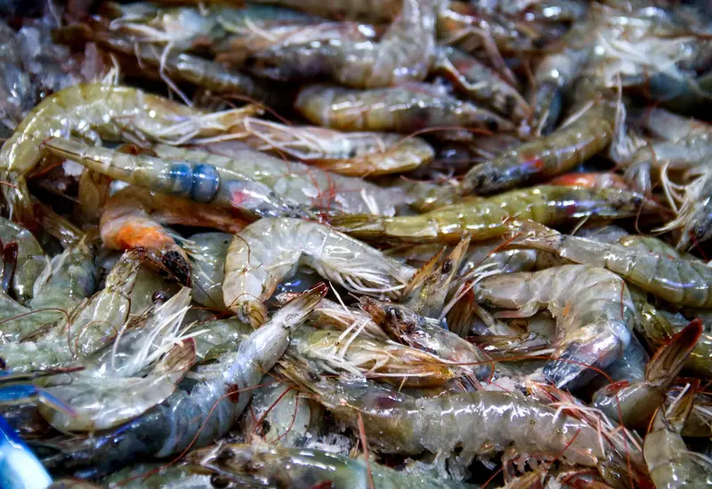 Exhorta IMSS a evitar el consumo de mariscos en la vía pública