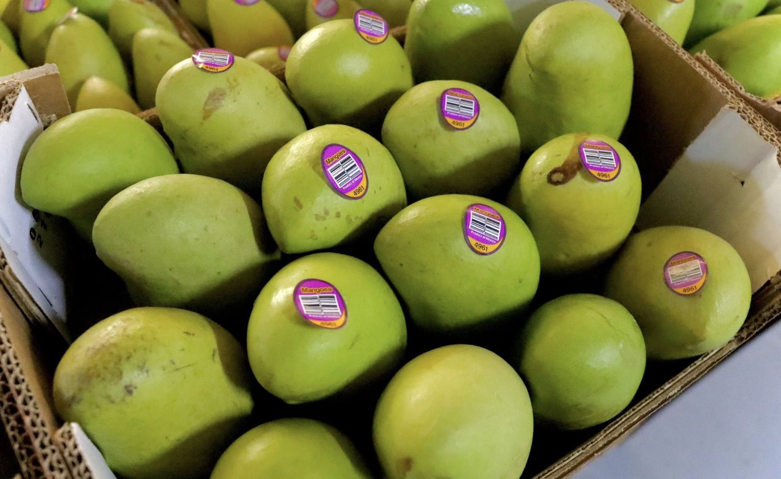 Avalado por Cofepris, uso de malatión para combatir la mosca de la fruta