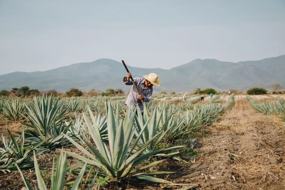 Auge del mezcal devasta bosques de Oaxaca por demanda global