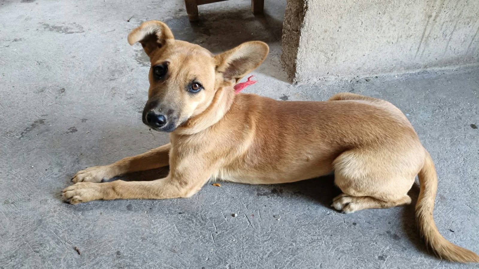 Reconocen al “perrito caramelo” como raza mexicana y desatan debate sobre su origen