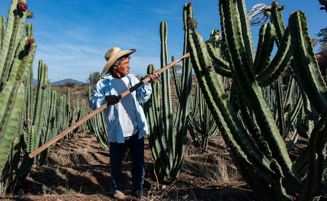 Celebran la cosecha de la pitaya con ferias culturales en la Mixteca de Oaxaca