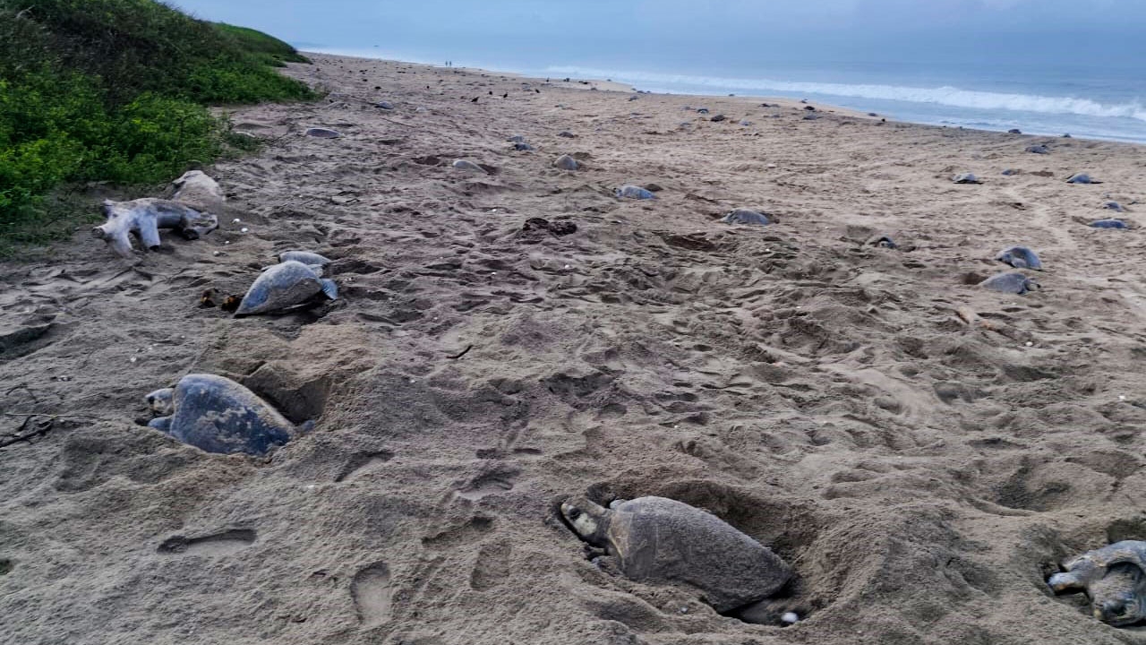 Reciben playas de Oaxaca a miles de tortugas golfinas en temporada de anidación